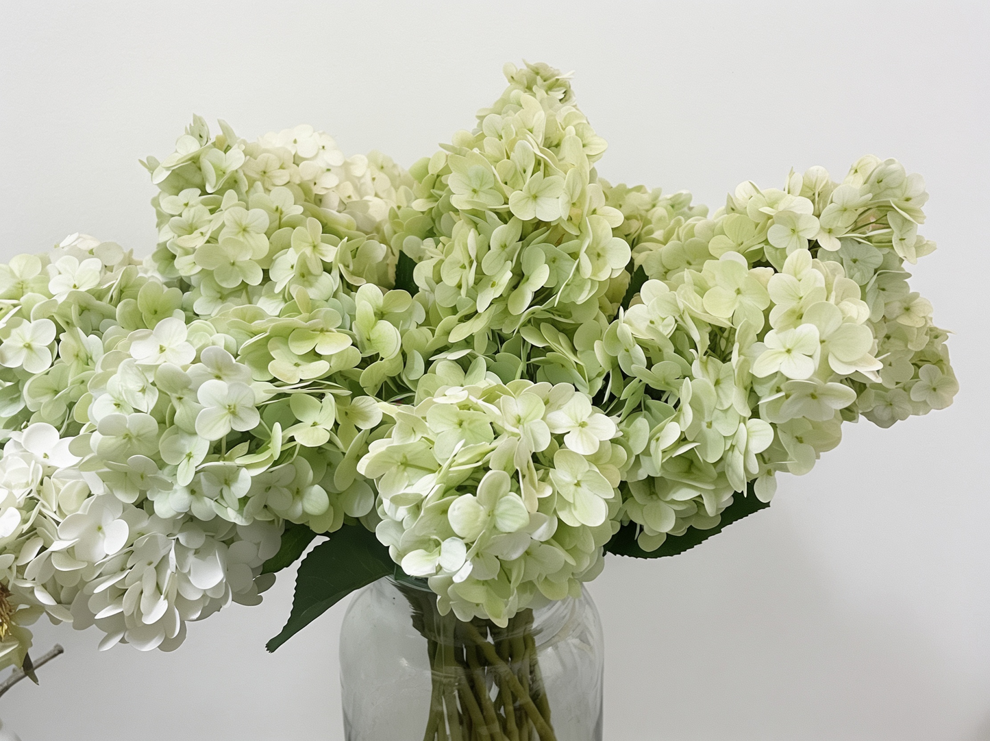 Hydrangea Stems