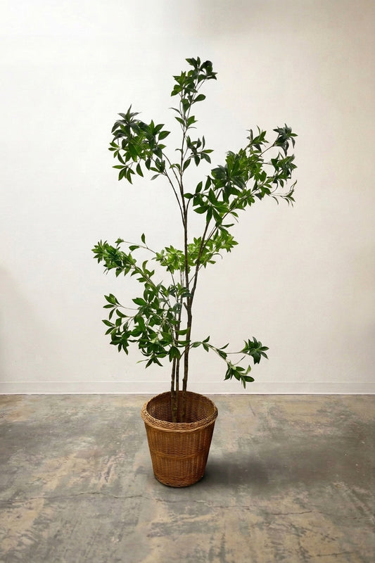 Japanese Pieris Tree