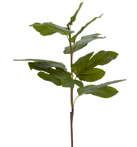 Fig Stem