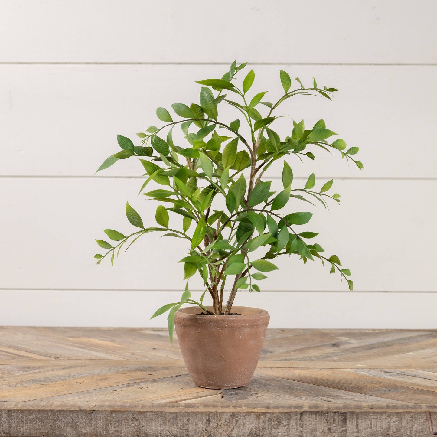 16" Potted Smilax Plant