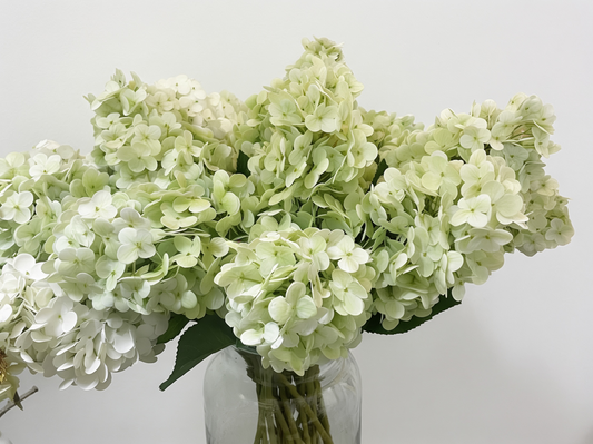 Hydrangea Stems